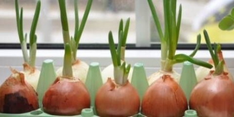 Kako uzgajati zeleni luk kod kuće u vodi